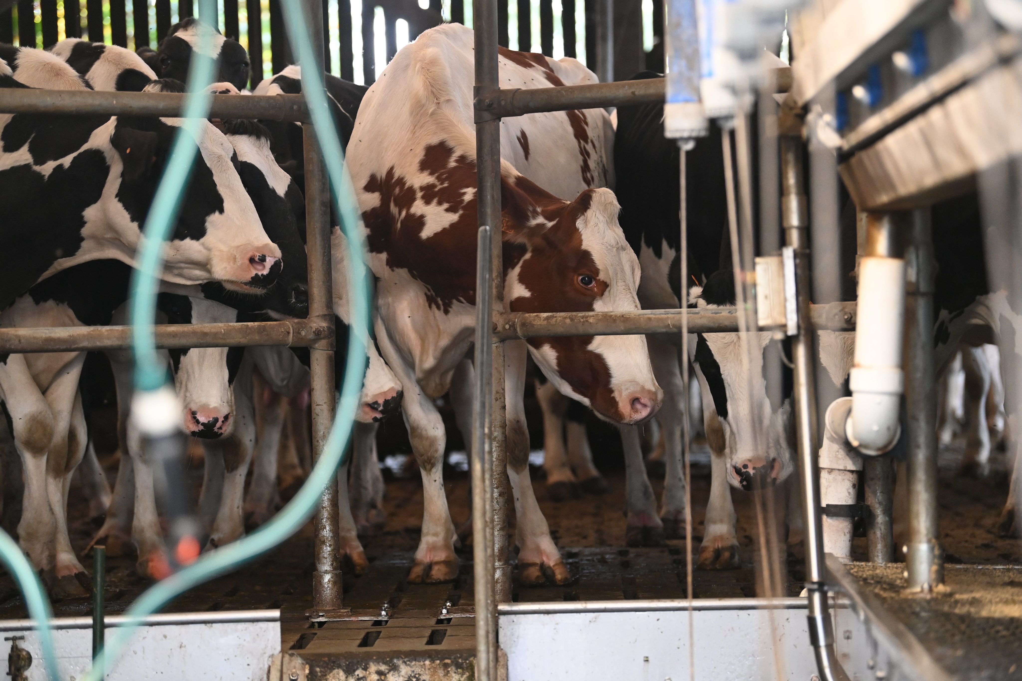 Vaches laitières dans une salle de traite à Morlaix