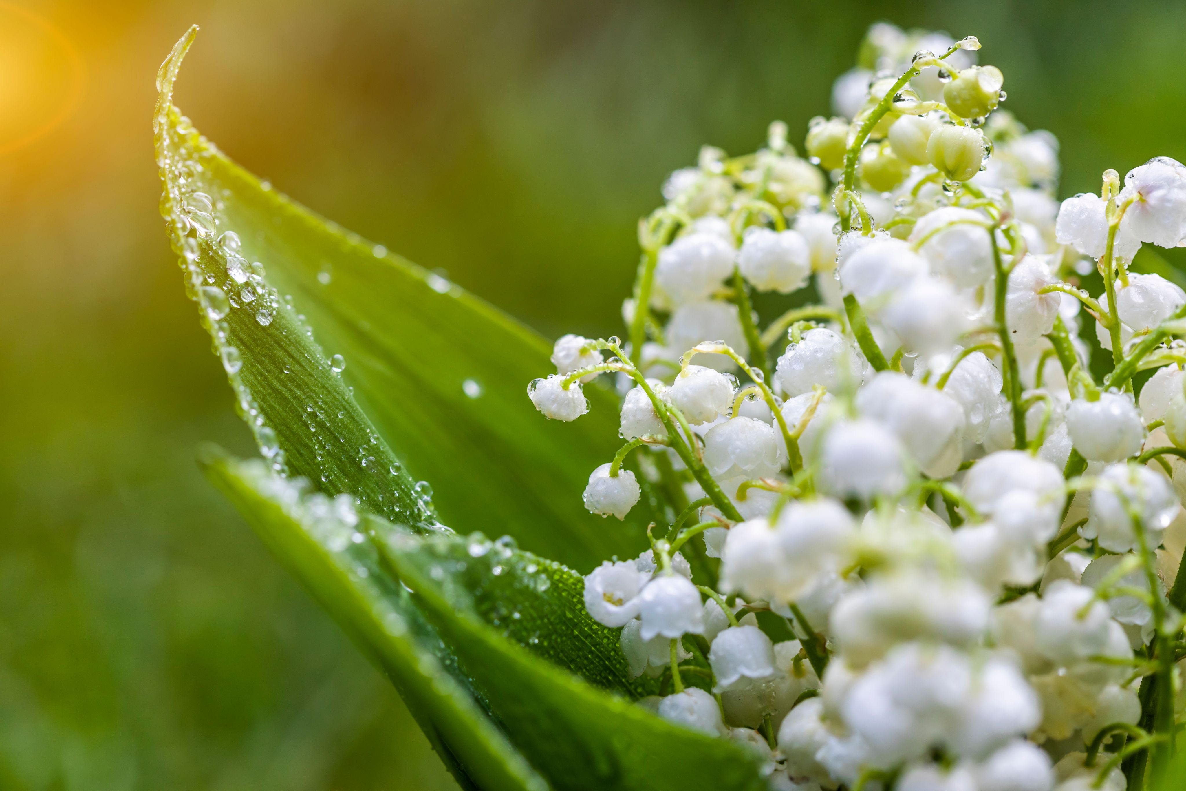 Du jeune Charles IX au 1er mai, l’incroyable parcours du muguet