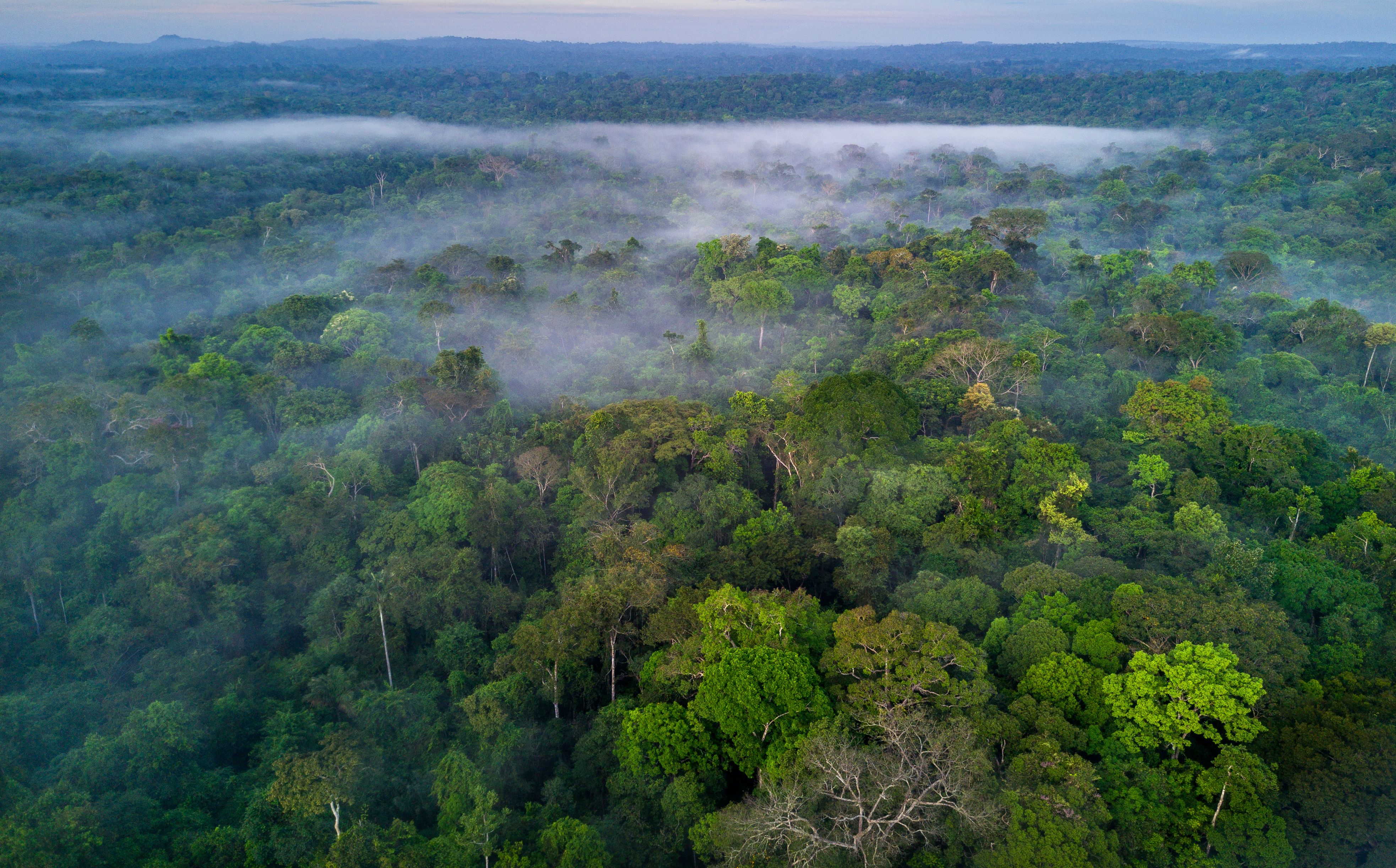 Forêt amazonienne