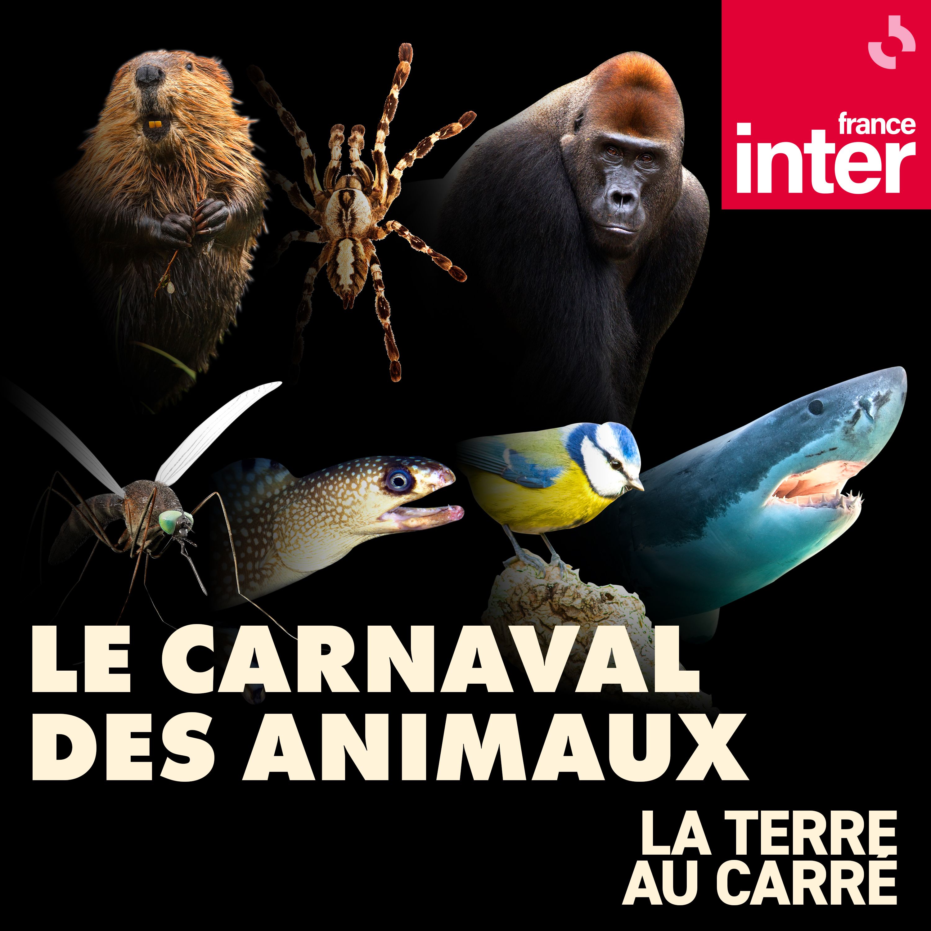 Carnaval des animaux - Série de la Tac - Carré
