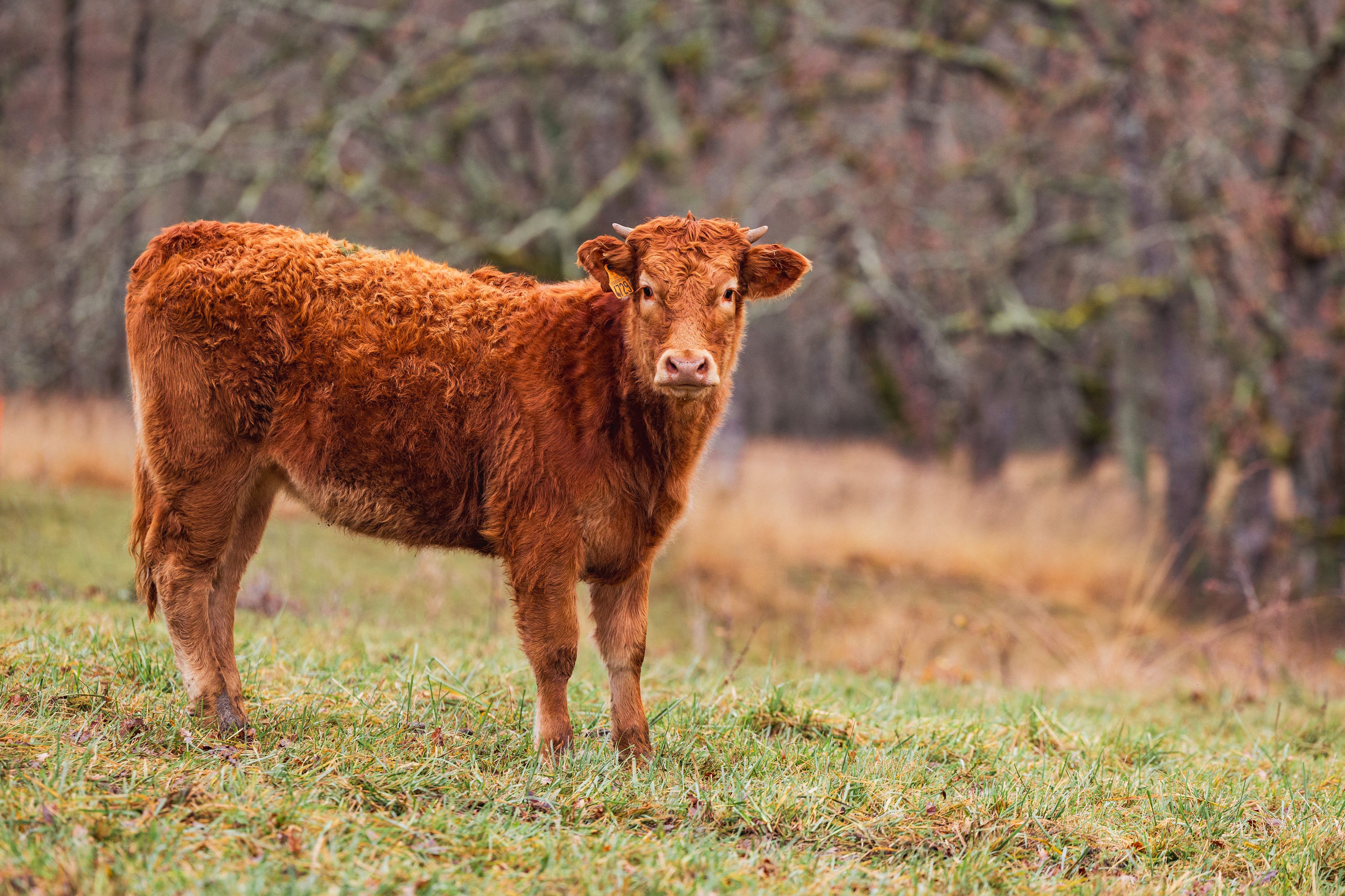 Les éleveurs de bovins s'inquiètent que l'accord avec le Mercosur ne tire les prix vers le bas.
